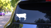 Large Cow Sticker on a Rear Car Window (New) example
