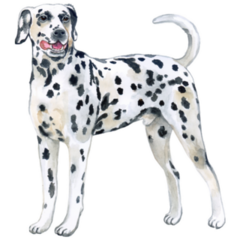 Large Dalmatian Sticker