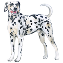 Large Dalmatian Sticker