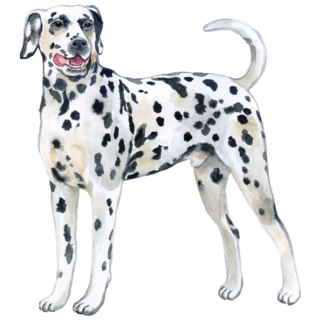 Large Dalmatian Sticker