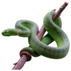 Large-eyed Green Pit-viper On Branch Sticker