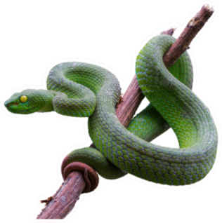 Large-eyed Green Pit-viper On Branch Sticker