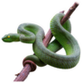 Large-eyed Green Pit-viper On Branch Sticker