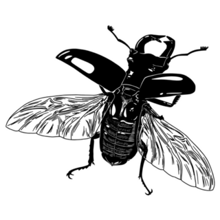 Large Flying Beetle Illustration Sticker