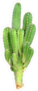 Large Green Cactus Sticker