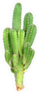 Large Green Cactus Sticker