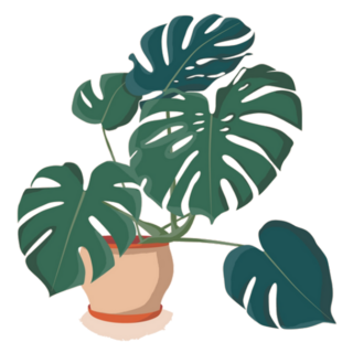 Large Leaf Tropical Monstera Indoor House Plant Sticker