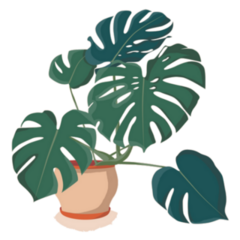 Large Leaf Tropical Monstera Indoor House Plant Sticker