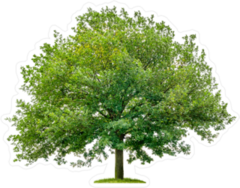 Large Oak Tree With Green Leaves Sticker