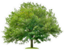 Large Oak Tree With Green Leaves Sticker