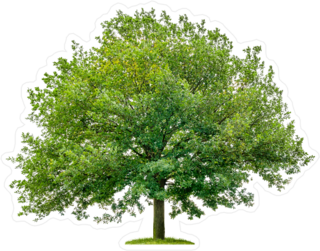 Large Oak Tree With Green Leaves Sticker