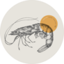 Large Shrimp On Grey Sticker