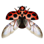 Large Spotted Ladybird Close Up Sticker