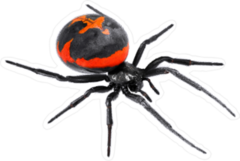 Latrodectus Tredecimguttatus Spider Sticker