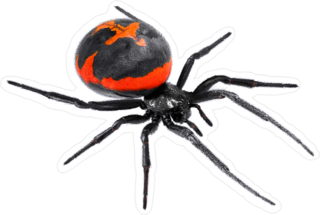 Latrodectus Tredecimguttatus Spider Sticker