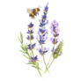 Lavender Bee Sticker