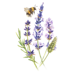 Lavender Bee Sticker