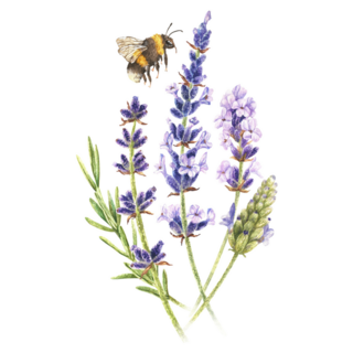Lavender Bee Sticker