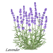 Lavender Blooms Sticker