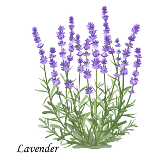 Lavender Blooms Sticker