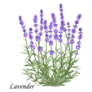 Lavender Blooms Sticker