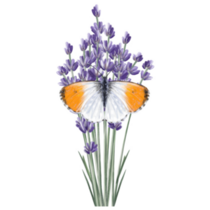 Lavender & Butterfly Sticker