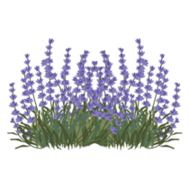 Lavender Hand Drawn Sticker