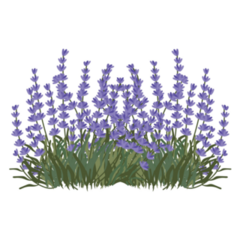 Lavender Hand Drawn Sticker