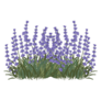 Lavender Hand Drawn Sticker