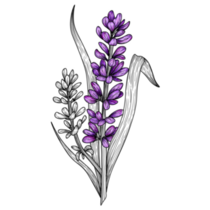 Lavender Illustration Sticker