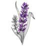 Lavender Illustration Sticker