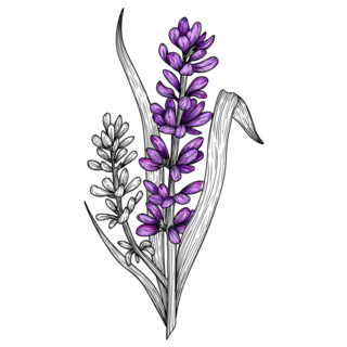 Lavender Illustration Sticker