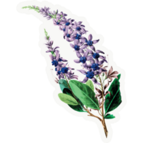 Lavender Leaves Sticker