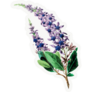 Lavender Leaves Sticker