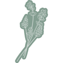 Lavender On Green Sticker