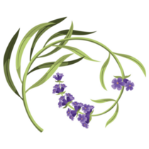 Lavender Stems Sticker