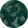 Layout Made Of Christmas Tree Branches Sticker