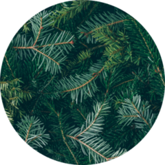 Layout Made Of Christmas Tree Branches Sticker