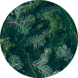 Layout Made Of Christmas Tree Branches Sticker