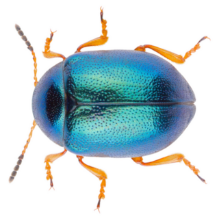 Leaf Beetle Colaphus Sophiae Blue Beetle Sticker