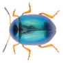 Leaf Beetle Colaphus Sophiae Blue Beetle Sticker
