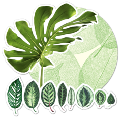 Leaf Thumbnail