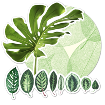 Leaf Thumbnail