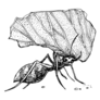 Leafcutter Ant Holding A Leaf Ink Illustration Sticker