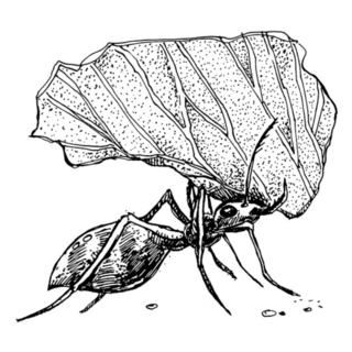 Leafcutter Ant Holding A Leaf Ink Illustration Sticker