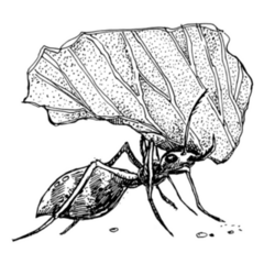 Leafcutter Ant Holding A Leaf Ink Illustration Sticker