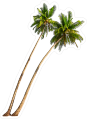 Leaning Coconut Palm Trees Sticker