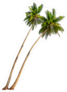 Leaning Coconut Palm Trees Sticker