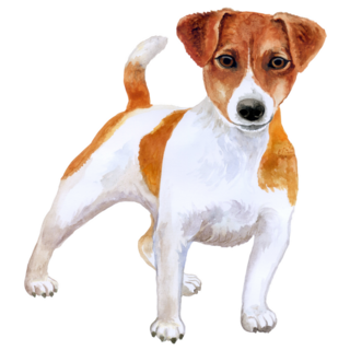 Leaning Jack Russel Sticker