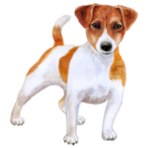 Leaning Jack Russel Sticker